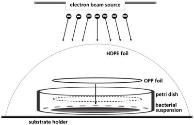 Investigations Into the Suitability of Bacterial Suspensions as Biological Indicators for Low-Energy Electron Irradiation